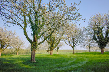 Cherry tree blossom, spring season in fruit orchards in Haspengouw agricultural region in Belgium, landscape