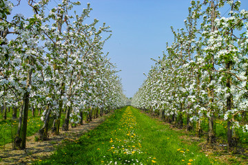 Fototapeta na wymiar Apple tree blossom, spring season in fruit orchards in Haspengouw agricultural region in Belgium, landscape