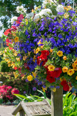 Details of spring or summer garden full with colorful flowers