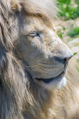 Scene from the zoo garden. The king is asleep.