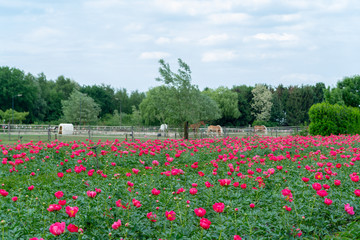 Colorful field with seasonal blossom of big pink peony roses flowers, countryside landscape, Dutch flowers