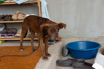 cute brown dog near the door