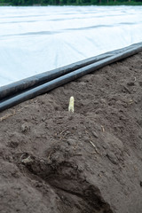 Dutch white gold vegetable, harvesting of white asparagus from fields covered with plastic film