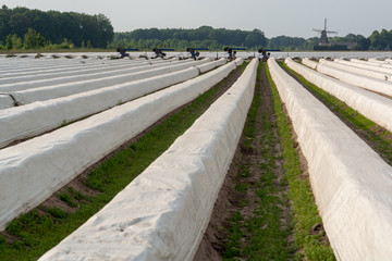 Dutch white gold vegetable, white asparagus fields covered with plastic film