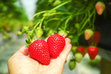 Obraz premium Harvesting of fresh ripe big red strawberry fruit in Dutch greenhouse