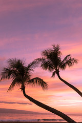Palm Trees in a Maui Sunset