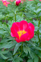 Colorful field with seasonal blossom of big pink peony roses flowers, countryside landscape, Dutch flowers