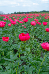 Obraz premium Colorful field with seasonal blossom of big pink peony roses flowers, countryside landscape, Dutch flowers