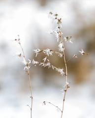 winter frost on dry grass