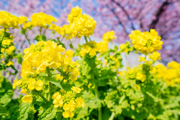 河津桜と菜の花と青空