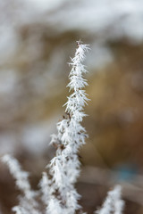 winter frost on dry grass