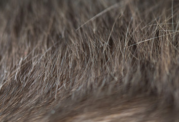 hairs on the head. macro