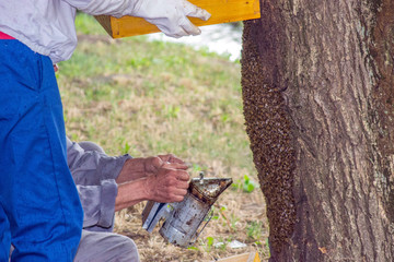 Beekeeping scene. The beekeepers return the escaped swarm of bees into a hive.
