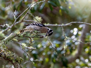 A single Downy Woodpecker hunts for insects on a lichen and moss covered limb of a Live Oak Tree