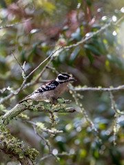 A single Downy Woodpecker hunts for insects on a lichen and moss covered limb of a Live Oak Tree