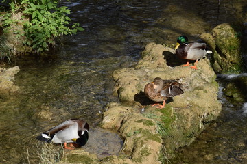 Ducks in National park Krka 