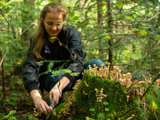 The girl in the forest cuts the mushrooms on the workpiece for the winter. Mushrooms grow very well this year. (Armillaria mellea)