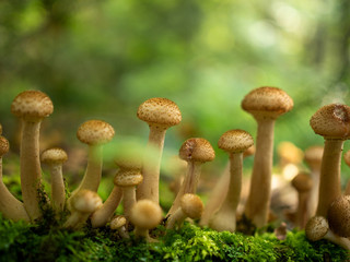 Closeup settlement of mushrooms in the forest. Together they are highlighted by the sun. (Armillaria mellea)