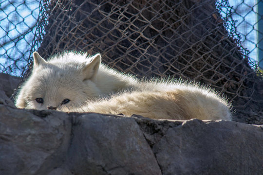 Zoo scene. The white wolf is sunbathing.