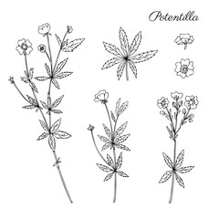 Cinquefoil flower, potentilla erecta, bloodroot vector hand drawn illustration isolated on white, ink sketch, decorative herbal doodle, line art medical herbs set for design cosmetic, natural medicine - obrazy, fototapety, plakaty