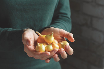 Onion harvest. Female farmers hands with freshly harvested vegetables.