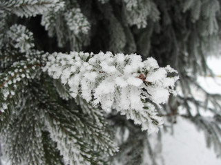 Winter fir branches in snow and frost