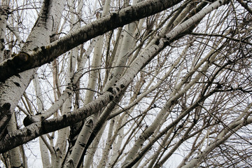 Merano, Italy - 03 20 2013: view of the streets of Merano, Italian Alpen cityscape in winter
