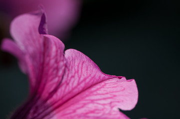 Colourful pink purple petunia flower close up.