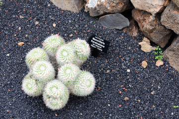variety of cactus in cactus garden in canary islands, spain