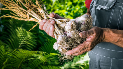 Organic vegetables. Fresh organic garlic in the hands of farmers. Garlic harvest, autumn harvest.