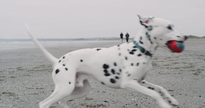 Running dog dalmatian on the beach and holding a small ball on his mouth , in front of the camera.