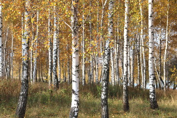 beautiful scene with birches in yellow autumn birch forest in october among other birches in birch grove