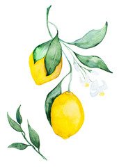 Drawing watercolor lemon on white background
