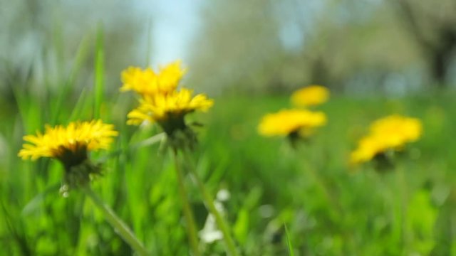 Yellow dandelions in dense green grass in a blossoming apple orchard close-up bokeh