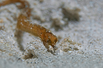 Underwater close-up photography of a pipe fish.