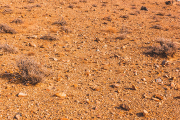 Dry plant in stone desert. Drought in highlands, no watering for plants. Global warming causes heat.