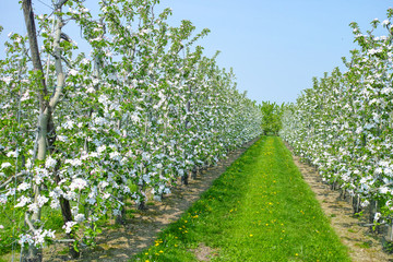 Fototapeta na wymiar Apple tree blossom, spring season in fruit orchards in Haspengouw agricultural region in Belgium, landscape