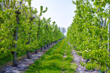 Pear tree blossom, spring season in fruit orchards in Haspengouw agricultural region in Belgium, landscape
