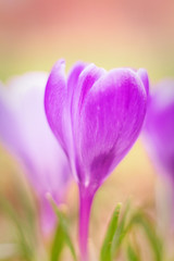 Fototapeta na wymiar Crocus vernus, purple flowering plant in close-up view.