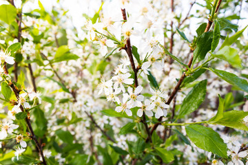 White flowers of apple trees in spring forest. The atmosphere of youth, renewal of nature.