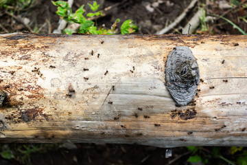 Hardworking ants on log. Insects run on horizontal tree.