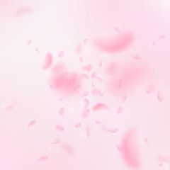Sakura petals falling down. Romantic pink flowers 