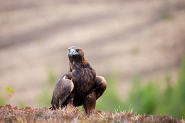 Golden eagle, Aquila chrysaetos sitting on the grass