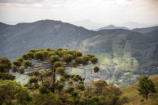 Arauc&aacute;ria Araucaria Angustifolia Paran&aacute; Pine Brazilian Pine