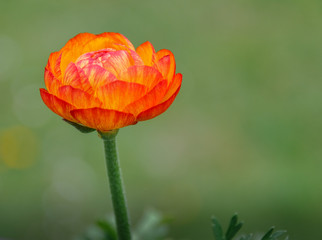 Spring or summer seasonal ranunculus flowers, blooming outdoors