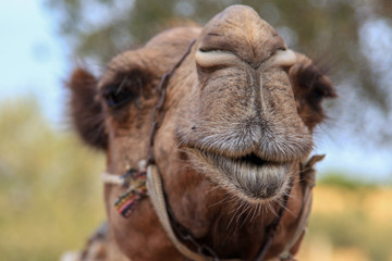 Camel smile Tunisia