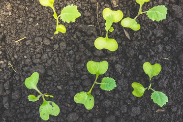 Seedlings of young cabbage planted in ground. Gardening, spring work in garden.