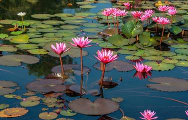 pink water lilies india