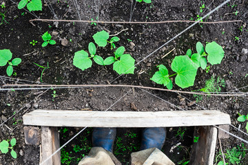 Fresh shoots of cucumber grow in greenhouse. Gardening for growing vegetables, farmer grows cucumbers. Food for vegetarians.