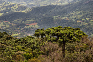 Araucária Araucaria Angustifolia Paraná Pine Brazilian Pine